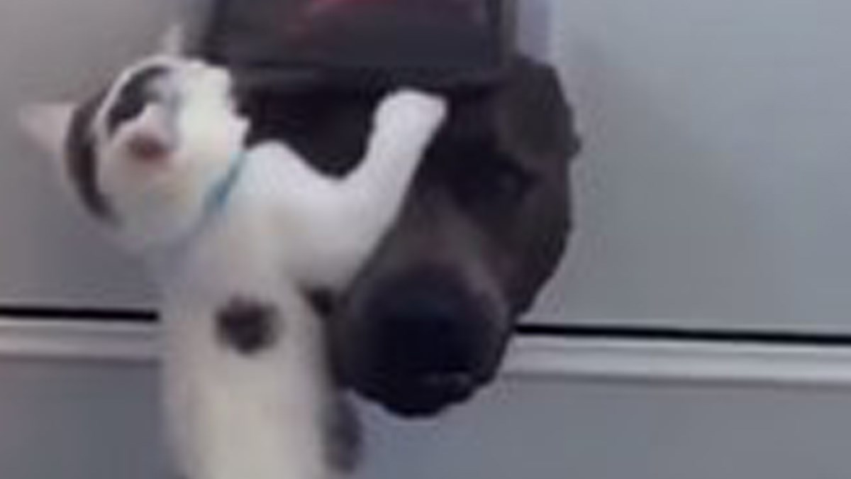 Maca koja ne želi pustiti psa u dom postala hit na internetu